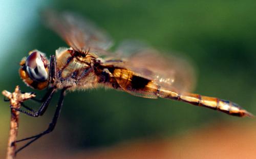 Réf. 325 039 : Tramea basilaris